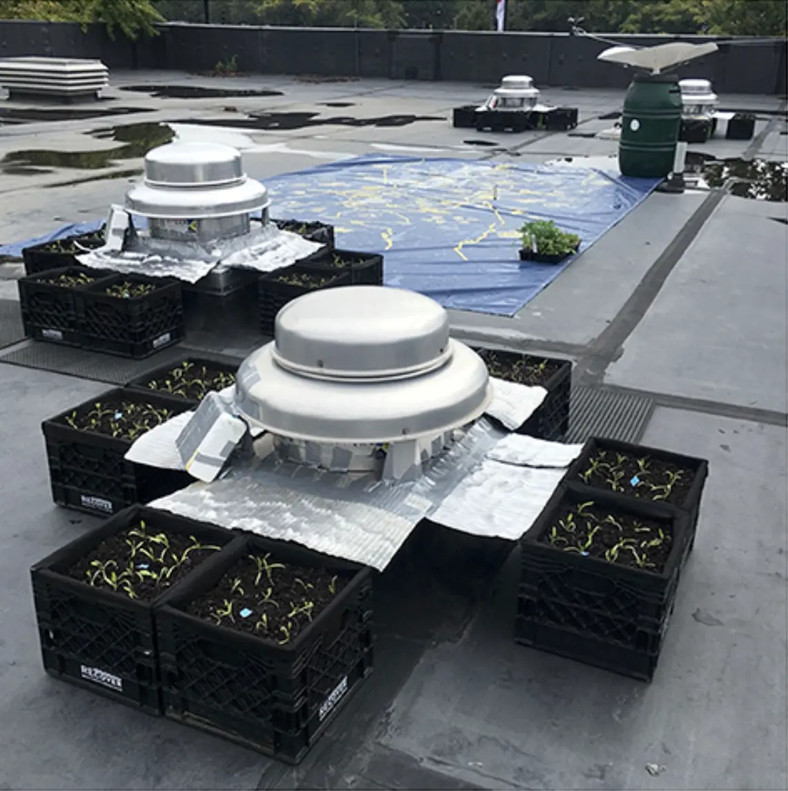 Researchers Grew Bigger Vegetables Using Exhaled CO2 as Fertilizer