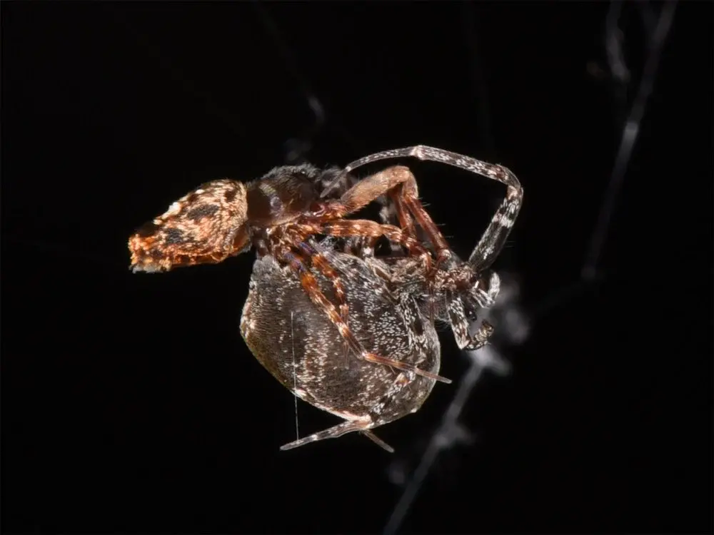 Yeet Cute: Spiders Catapult Themselves In High-Stakes Mating Ritual
