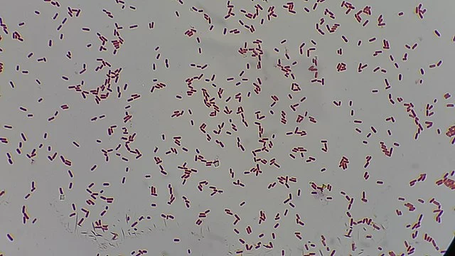 Scientists Discover Molecule That Can Fight Drug-Resistant Bacteria