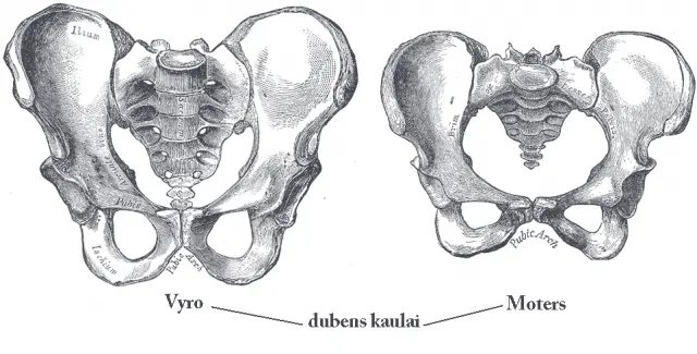 Зображення Wikimedia Commons