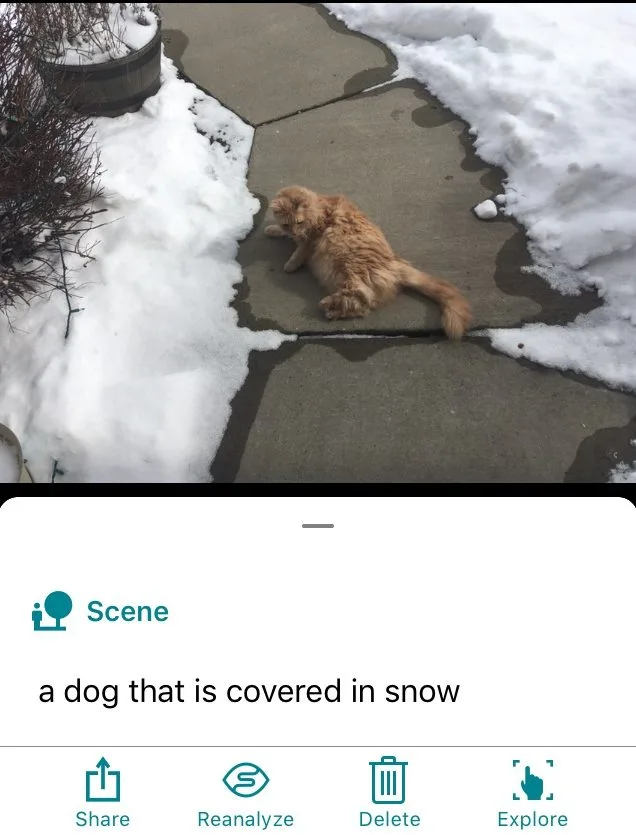 The not-dog isn&#039;t covered in snow. 