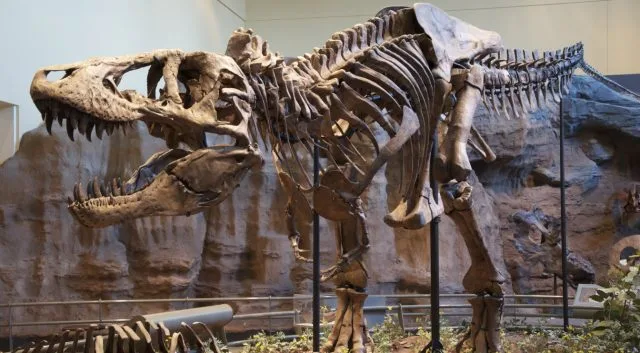 Tyrannosaurus Rex Had an Air Conditioner Built Into Its Skull: Researc