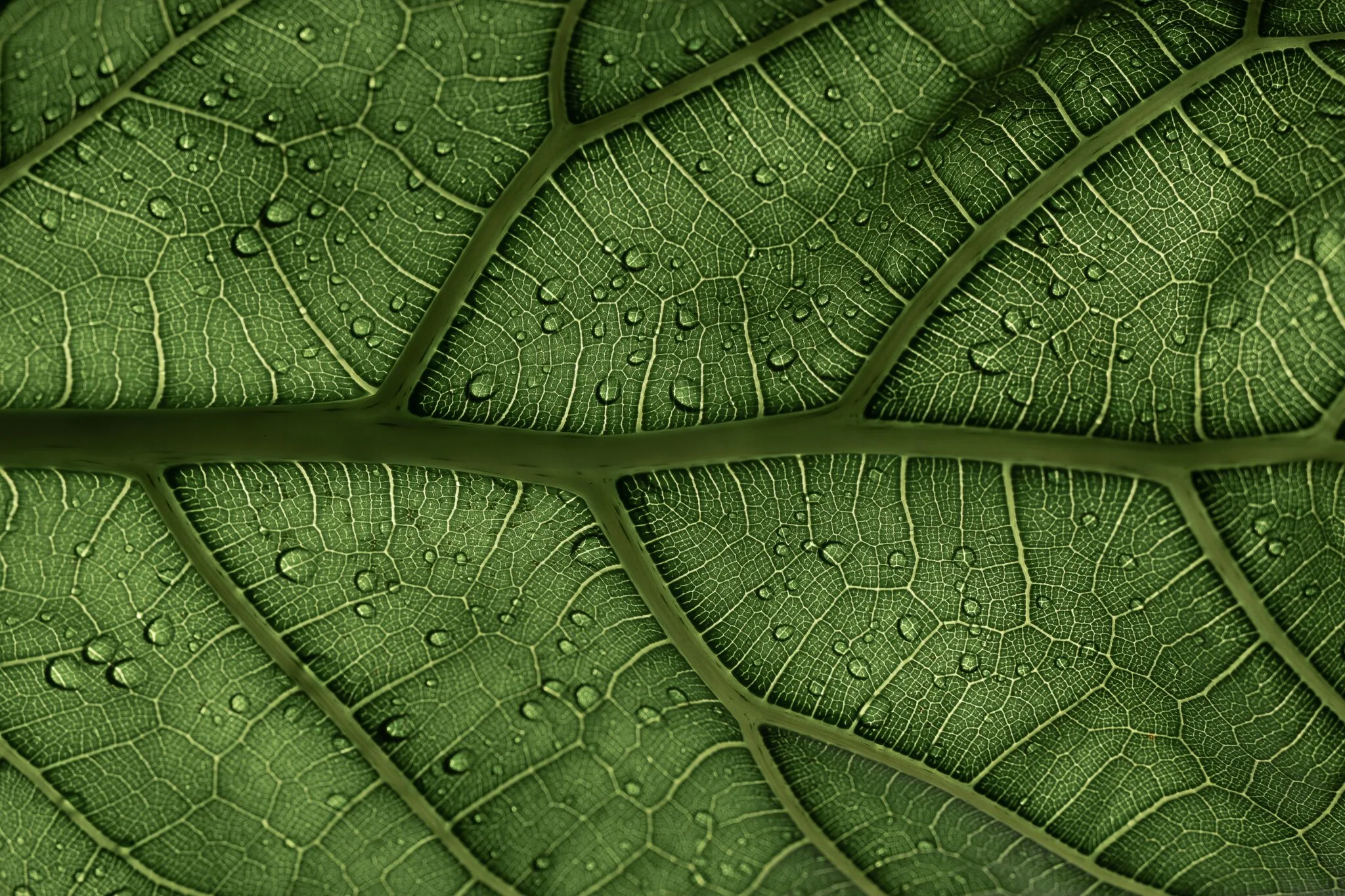 Scientists Achieve Photosynthesis Without Sunlight