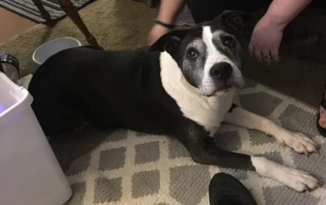 Literally everything about this story is infuriating, so here’s a picture of my dog, Lucky. Lucky is a Good Dog.