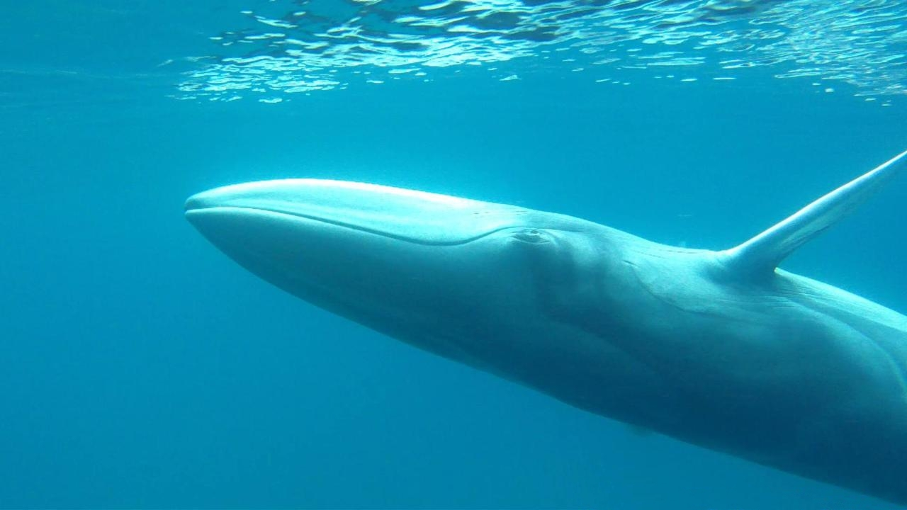 Majority of Species We Know Little About Could be Heading Towards Extinction