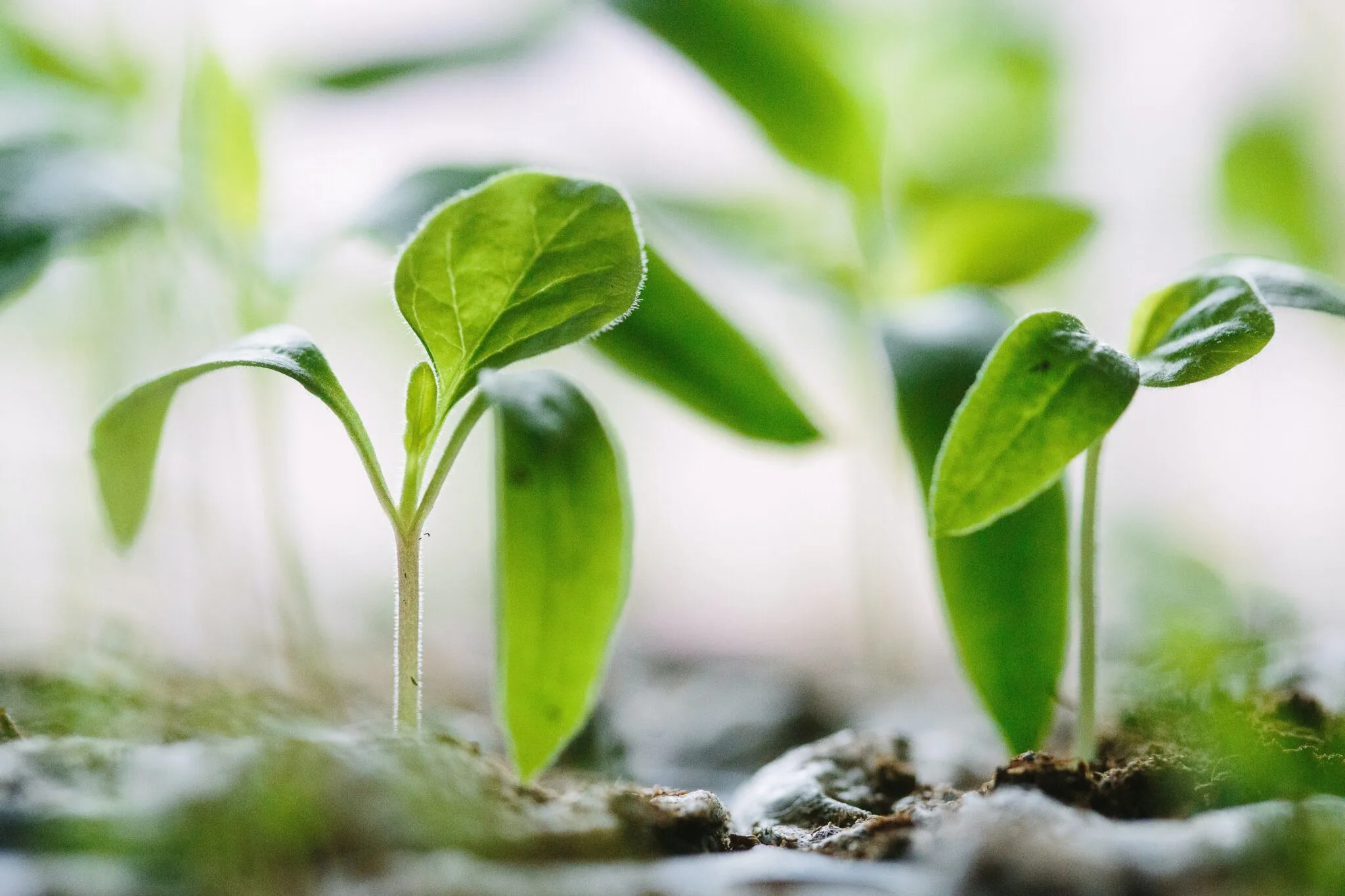 Researchers Grew Bigger Vegetables Using Exhaled CO2 as Fertilizer