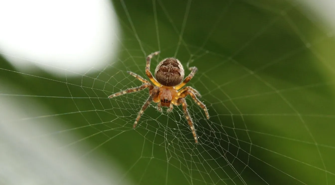 Researchers Bust Antibacterial Spider Silk Myth