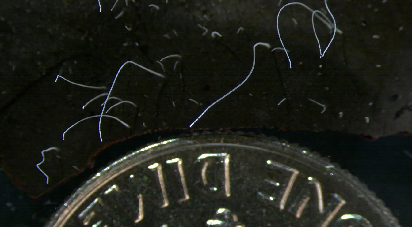 Scientists Discover Record-Setting Bacteria That Are a Centimeter Long