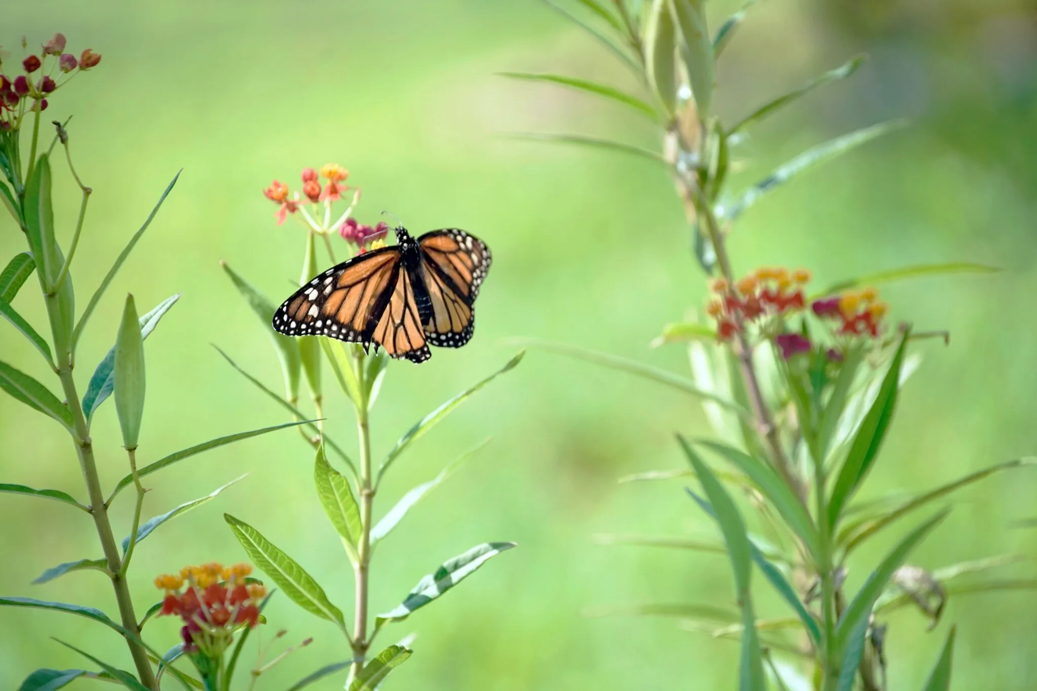 Monarch Butterfly Added to Endangered List, Worsening the Pollinator Crisis