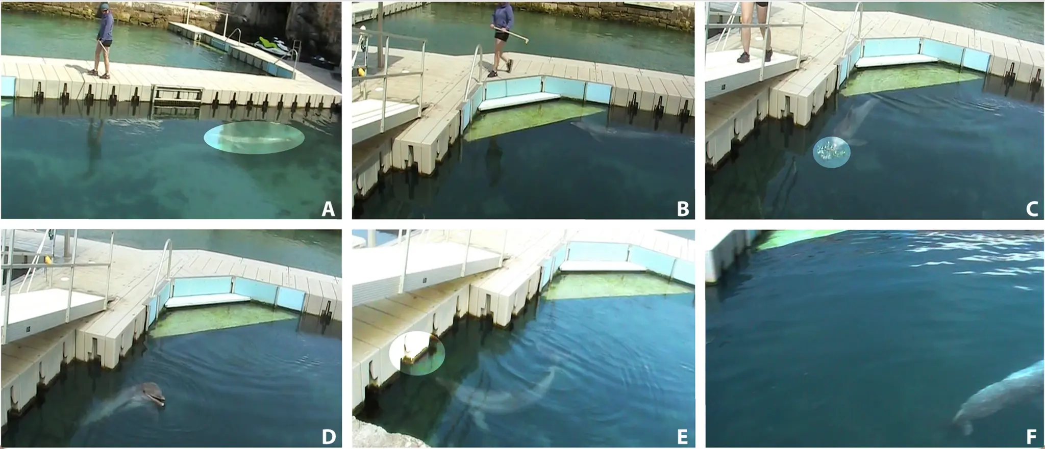 Dolphins Recognize Companions By the Taste Of Their Urine