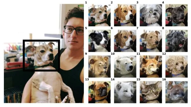 Nvidia Created a Face Swapper for Pets That Learns From Just a Few Examples