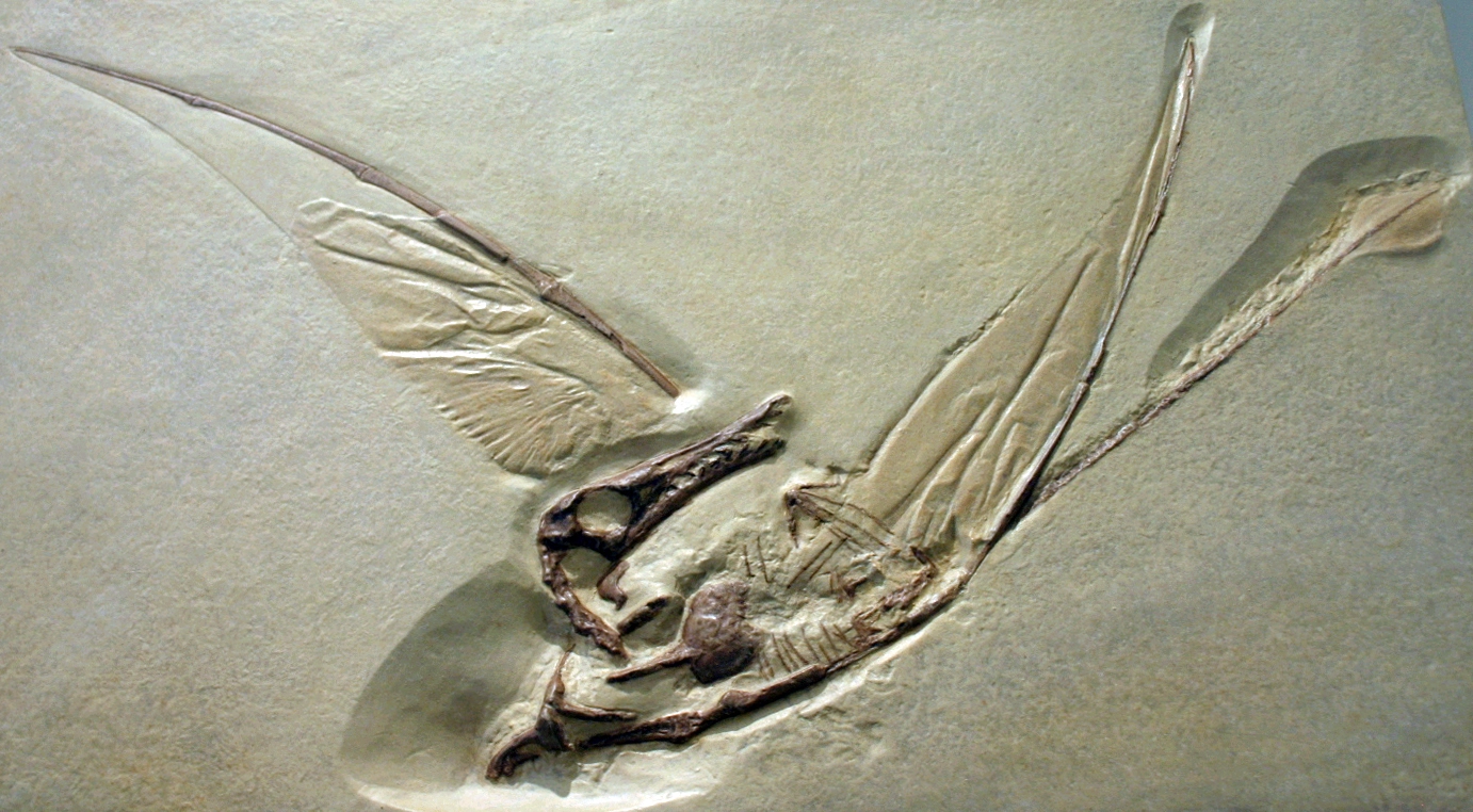 Prehistoric Winged Lizard Unearthed in Chilean Desert