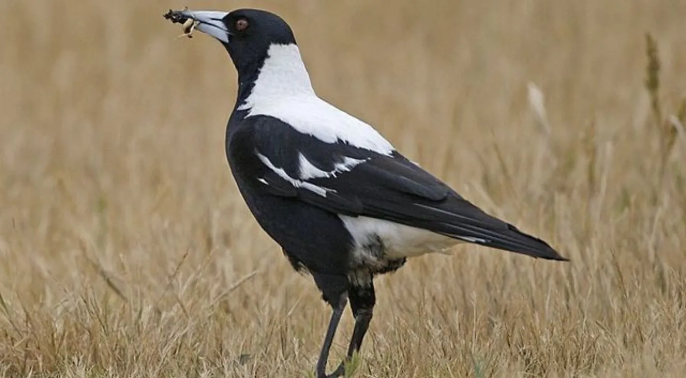 Magpies Help Each Other Remove Tracking Devices, Thwart Scientists