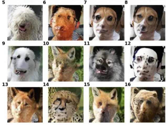 Nvidia Created a Face Swapper for Pets That Learns From Just a Few Examples