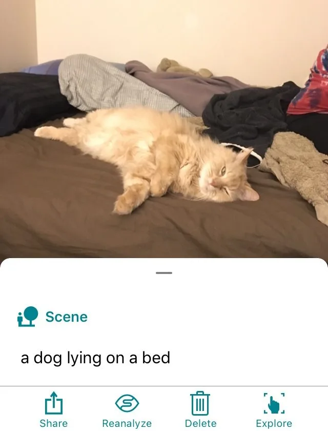 Come on guys. At this point, you&#039;re giving the cat a complex. 