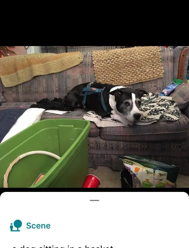 The dog isn&#039;t *in* the basket. The identification process apparently has trouble with depth. 