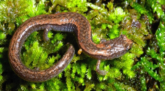 Majority of Species We Know Little About Could be Heading Towards Extinction