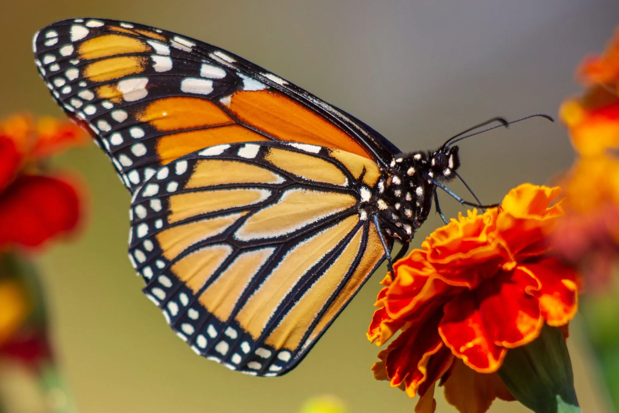 Monarch Butterfly Added to Endangered List, Worsening the Pollinator Crisis