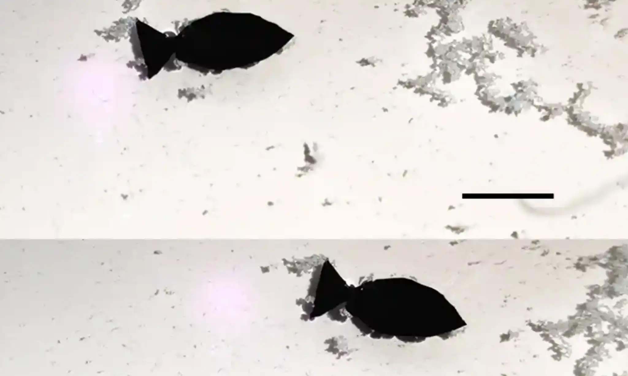 Self-Propelled Robo-Fish Can Grab Microplastics Out of the Ocean