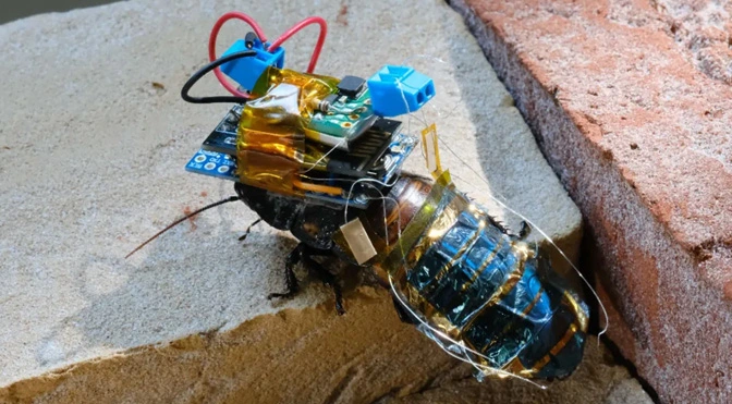 Scientists Turn Cockroach Into Solar-Powered Cyborg