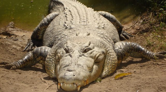 Scientists Stuffed a Crocodile Into an MRI Machine to See If It Likes Bach