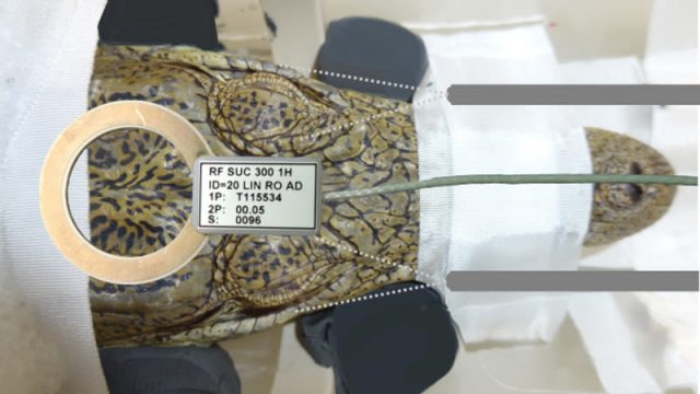 Scientists Stuffed a Crocodile Into an MRI Machine to See If It Likes Bach