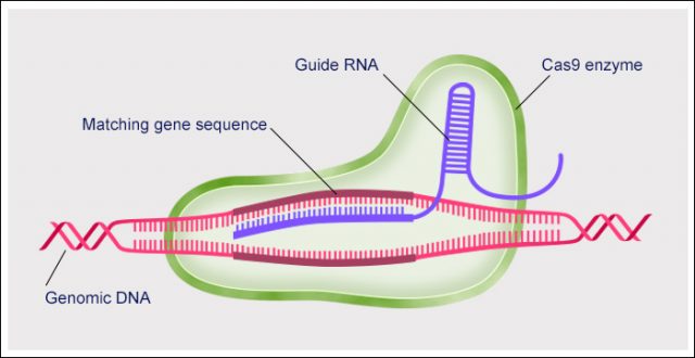 Вчені використовують CRISPR для блокування реплікації ВІЛ всередині живих клітин