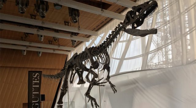 Scientists Fear They Will Be Priced Out After Dinosaur Sells for $2.36 Million