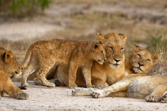 Interchangeable Lens Cameras (DSLR and Mirrorless) are still the best way to capture action at a distance, like this 560mm shot with a D850, 200-400mm lens, and Teleconverter.