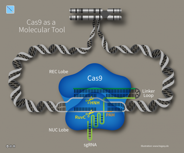 CRISPR-Cas9 як молекулярний інструмент впроваджує цільові дворучні розриви ДНК. Зображення кредиту: Вікіпедія