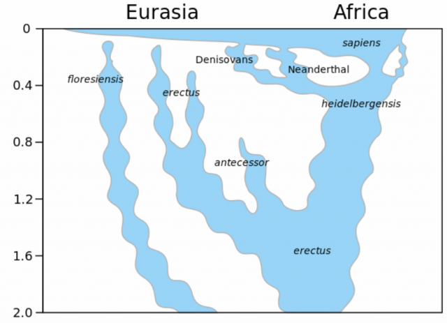 Chris Stringers’ hypothesis of the family tree of genus Homo, published in Stringer, C. (2012). “What makes a modern human”. Nature 485 (7396): 33–35. doi:10.1038/485033a. Image by Wikipedia