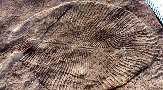 Scientist Identifies Mysterious Fossils as the Oldest Animals on Earth