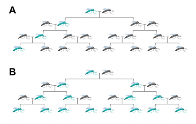 A; Стандартна спадщина, B: Gene Drive