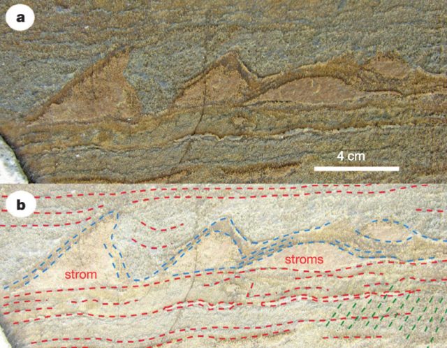 Samples identified in the original study as fossils. Via Nature.