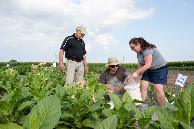 Scientists Don Ort (right), Paul South (center) and Amanda Cavanagh (left) study how well their plants modified to bypass photorespiration perform beside non-modified plants in real-world conditions.