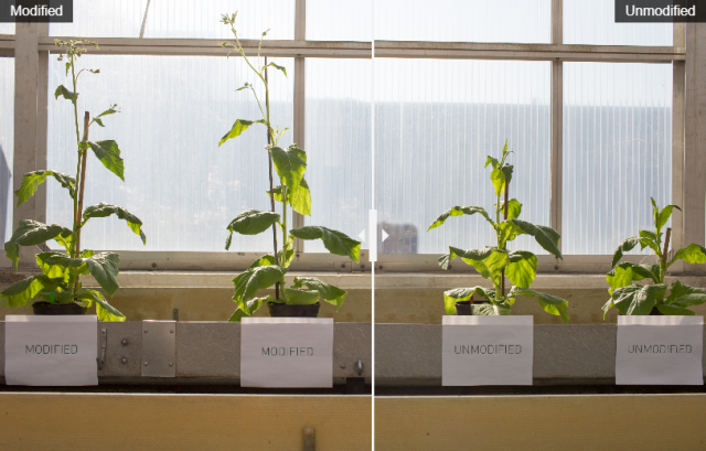 Scientists Patch Photosynthesis Glitch to Make Plants Grow 40 Percent Larger