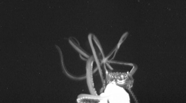 Scientists Capture First Footage of Giant Squid in US Waters