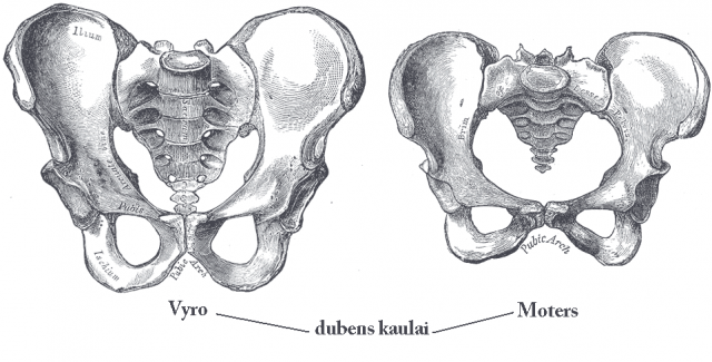 Изображение Wikimedia Commons