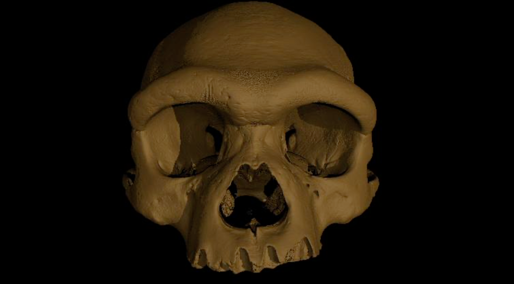 New ‘Dragon Man’ Skull Could Represent Humanity’s Closest Ancestor