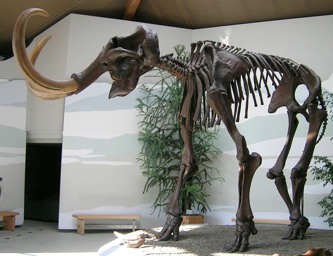 Scientists Plan to Resurrect the Woolly Mammoth This Decade