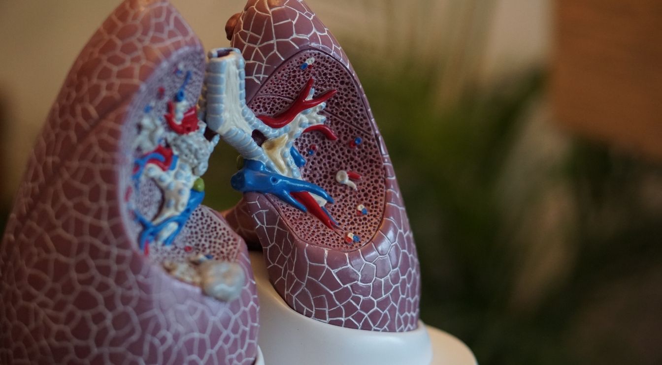 Scientists Have Found a Way to Create Universal Donor Lungs