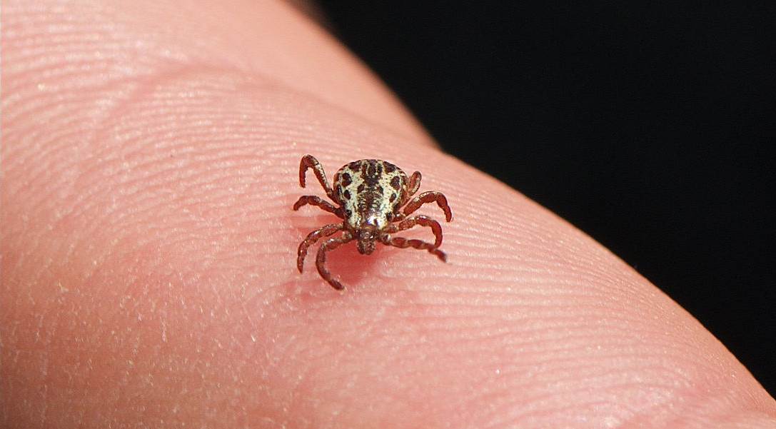 Ticks Can Live to be 27 Years Old, Even After Eight Years of Starvation