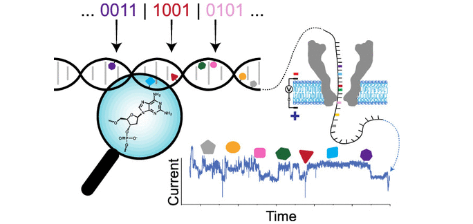 Researchers Beef Up DNA Storage Density By Adding More Letters