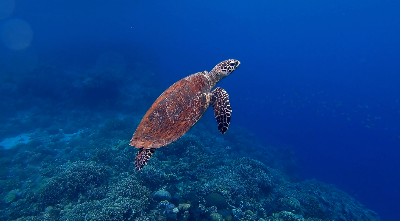 Migrating Turtles Aren’t As Good At Navigation As We Thought