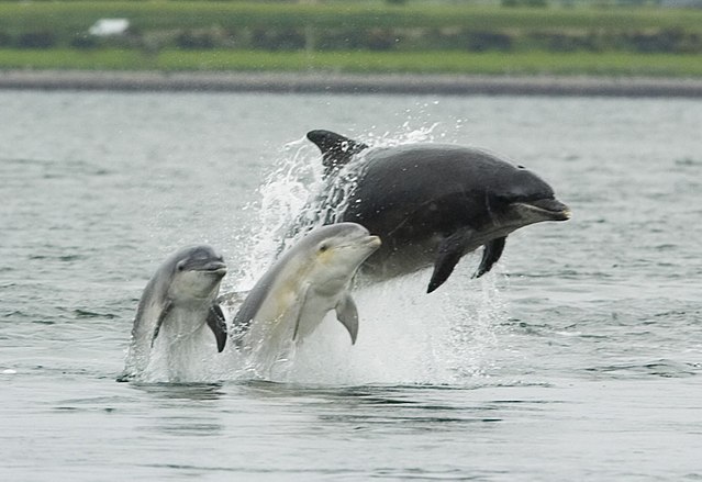 Dolphins Recognize Companions By the Taste Of Their Urine