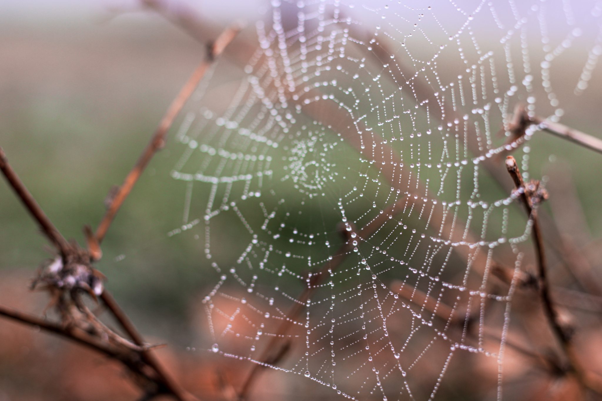 Orb-Weaving Spiders Use Their Webs to Detect Sound