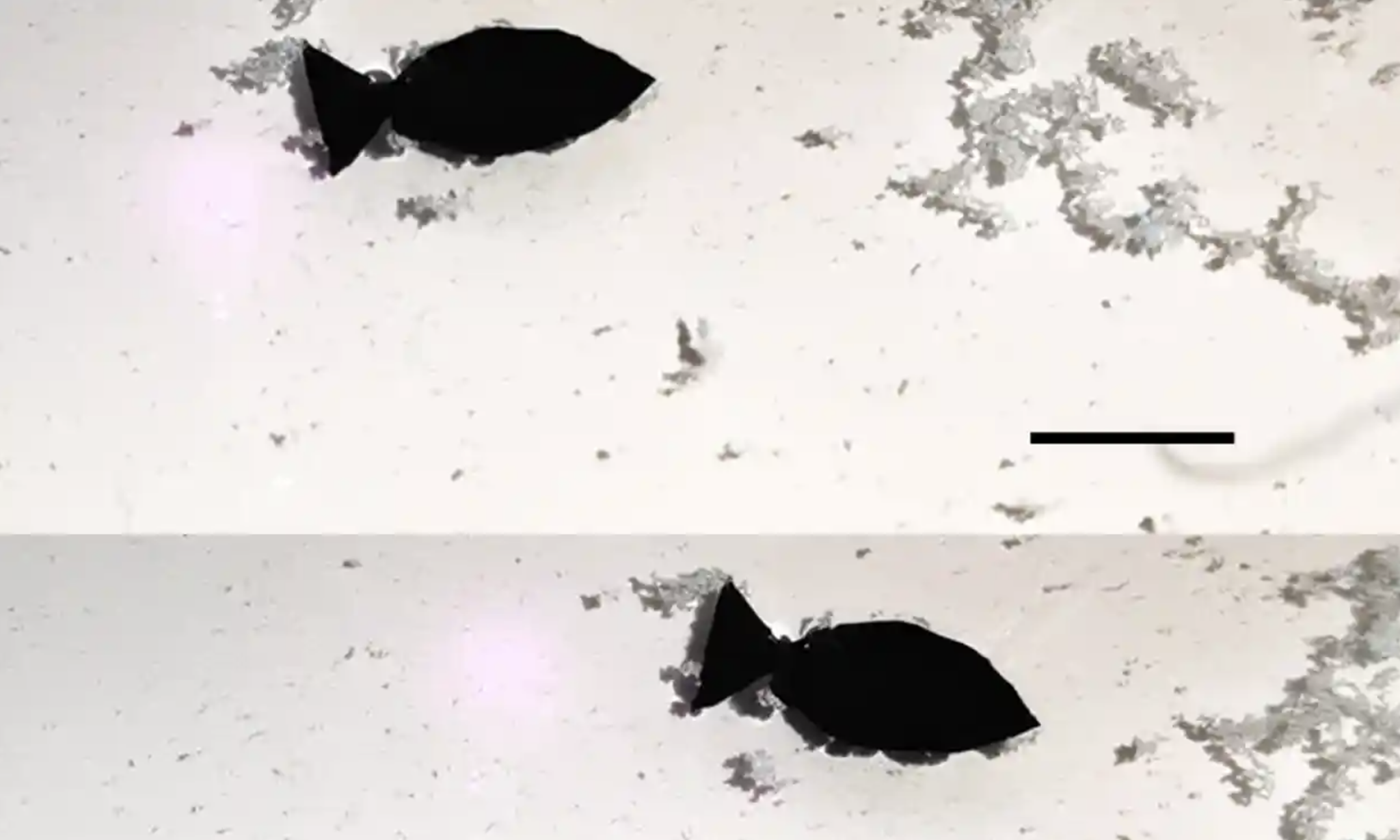 Самоходная робо-рыба может захватить микропластики из океана
