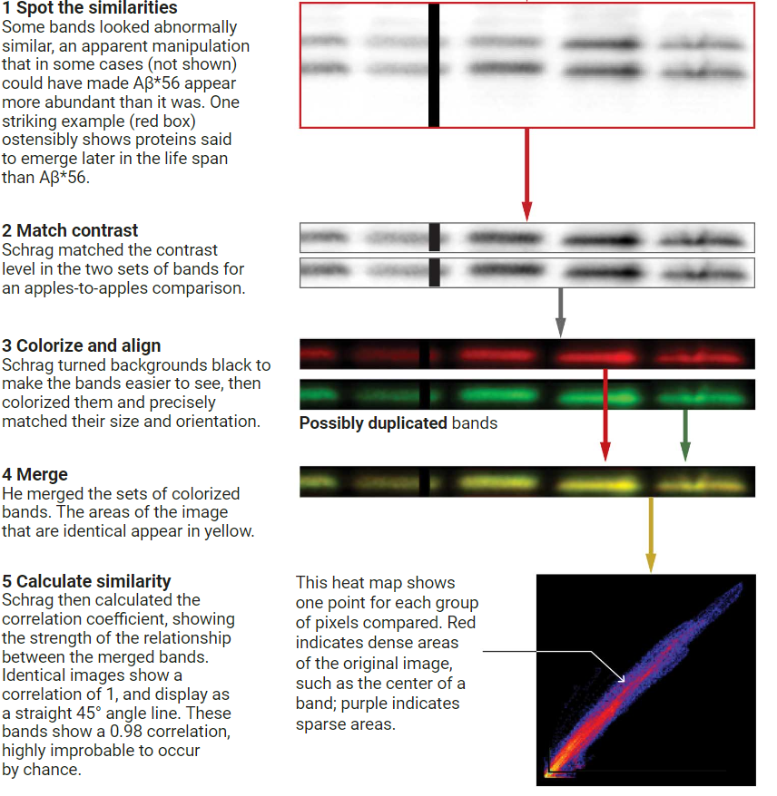 Potential Research Fabrication Bombshell Threatens Amyloid Theory of Alzheimer’s Disease