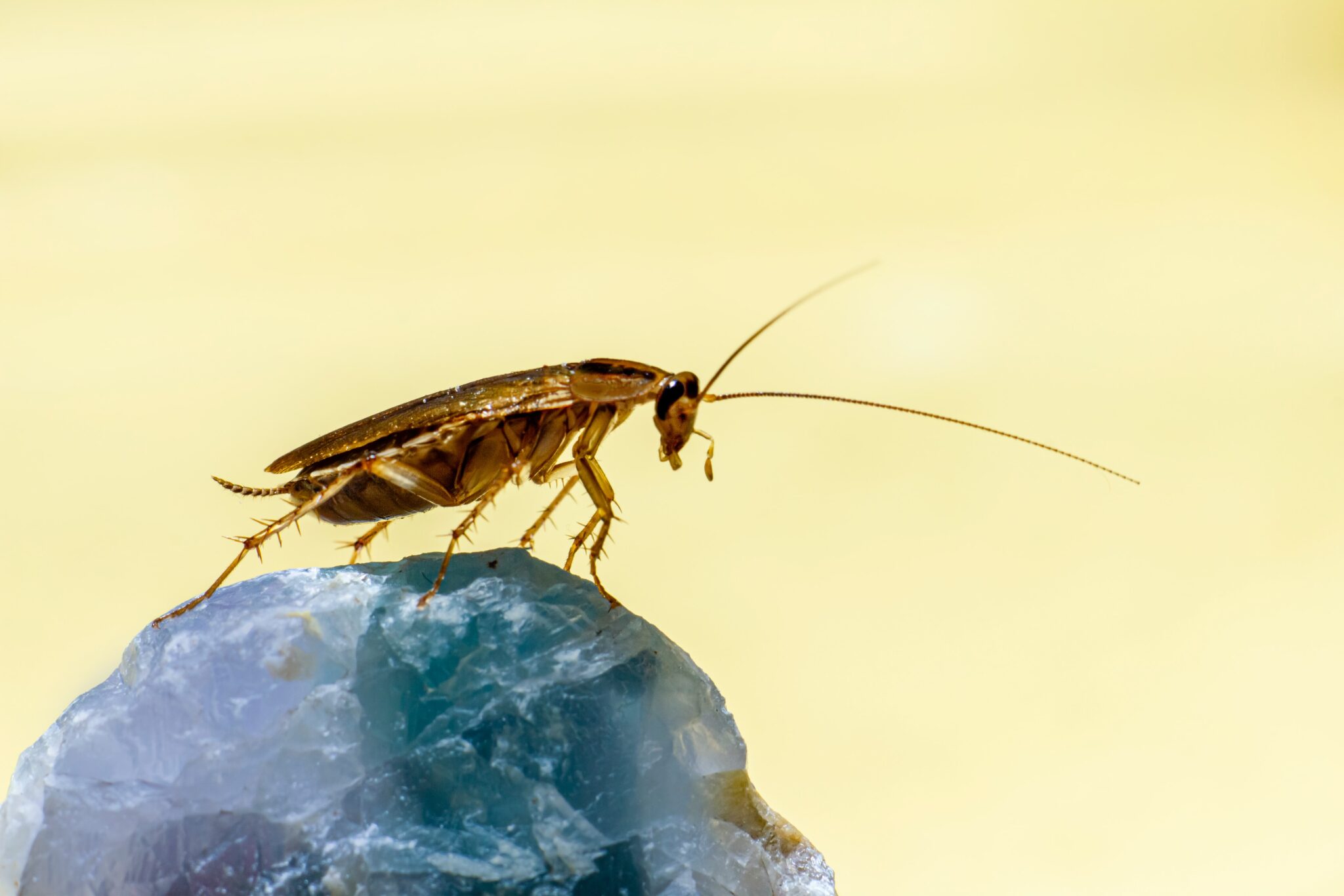 Scientists Create AI-Powered Laser to ‘Neutralize’ Cockroaches